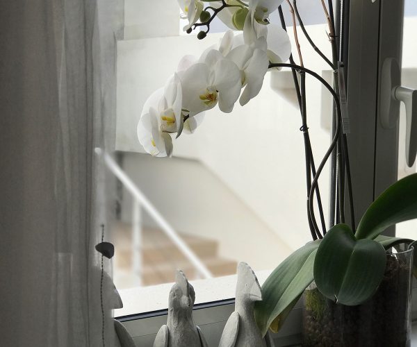 فرح و الاوركيد!