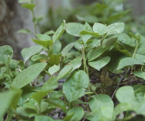 خبرتي الجامعية